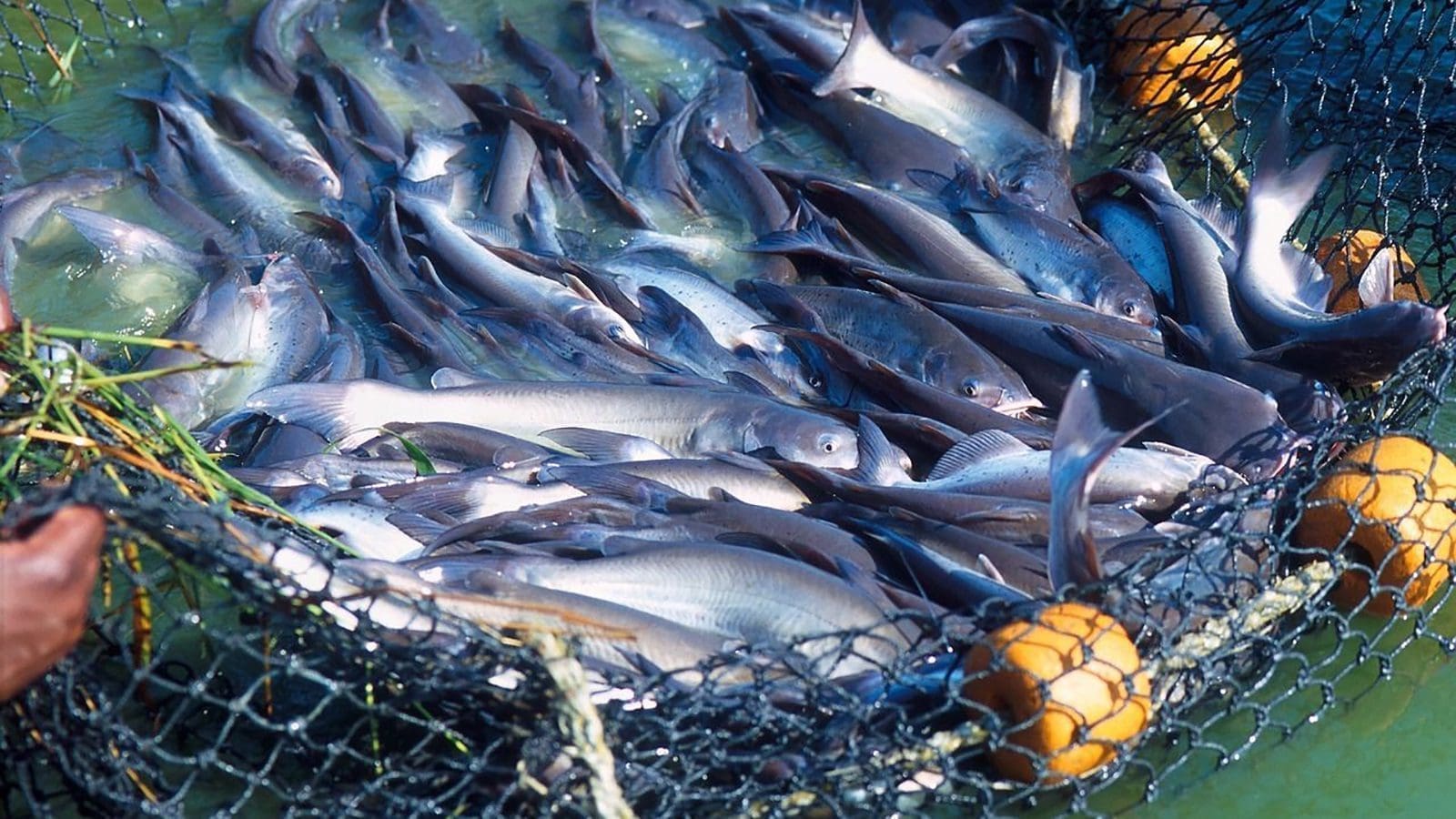 Sustainable fishing efforts suffers setback in Namibia as bycatch caught hits US$3.2M mark
