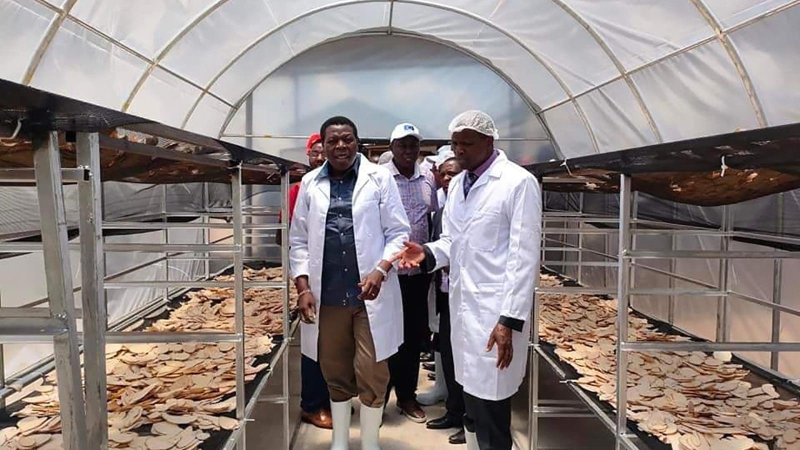 Kenya commences value addition of sweet potatoes, establishes processing plant