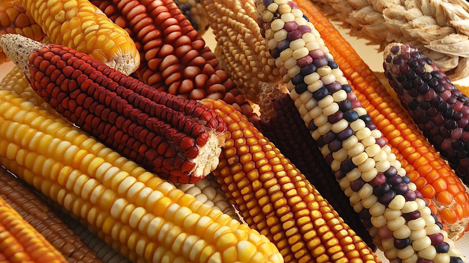 Kenyan feed processors gain approval to import yellow maize with minimal GMO content
