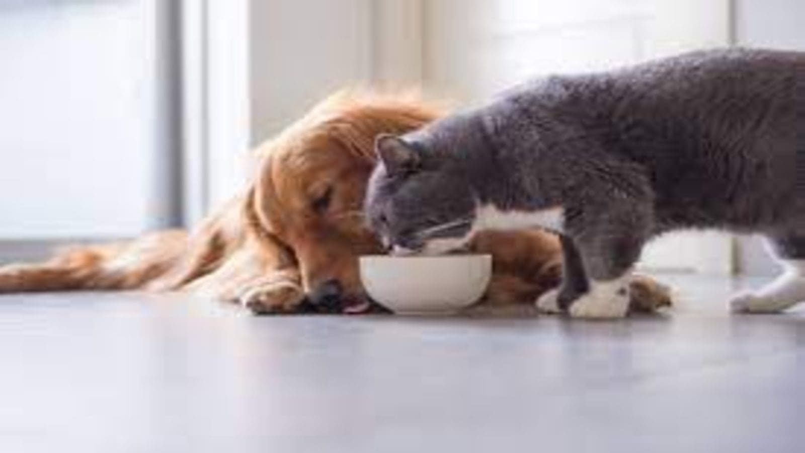 Symrise diversifies pet portfolio with acquisition of Chinese supplier Wing Pet Food 