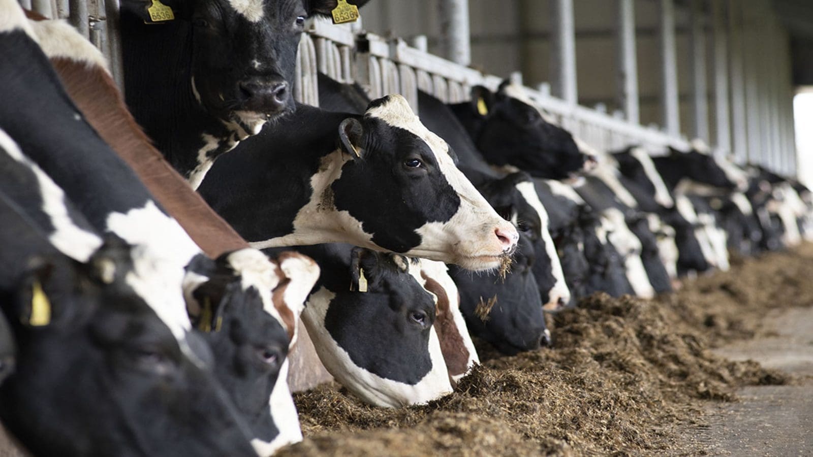 Chevron, CalBio make joint investment in dairy biomethane fuel projects