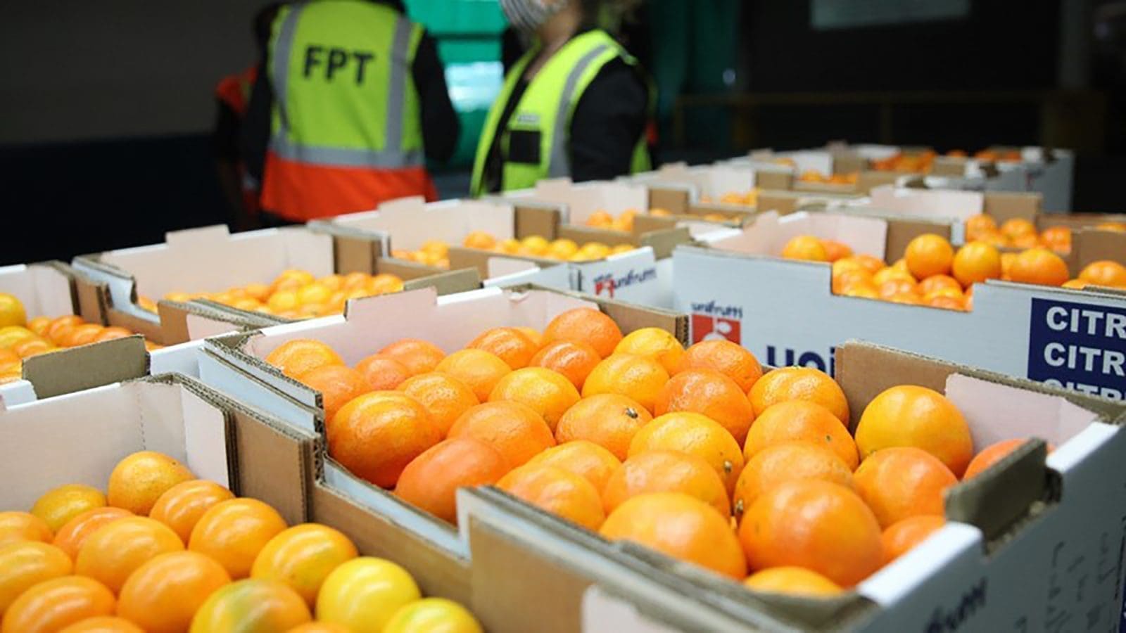 SA government puts foot forward to restore Durban port, critical for continuity of citrus exports