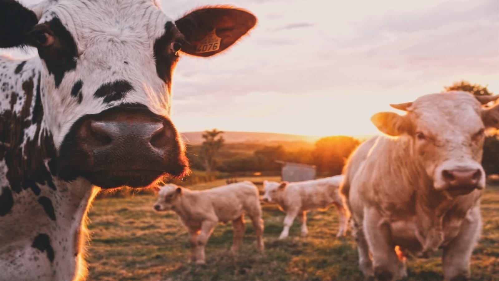 Dairy Farmers of America launches 2022 accelerator program to support innovation in the dairy sector