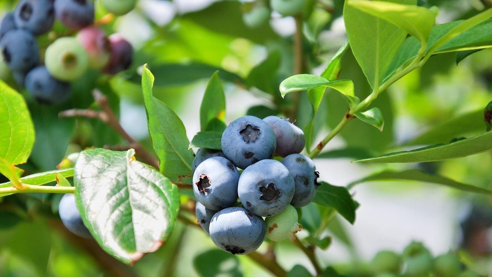 SA blueberry producer United Exports receives US$13.9m from IFC, FMO to strengthen sustainable production