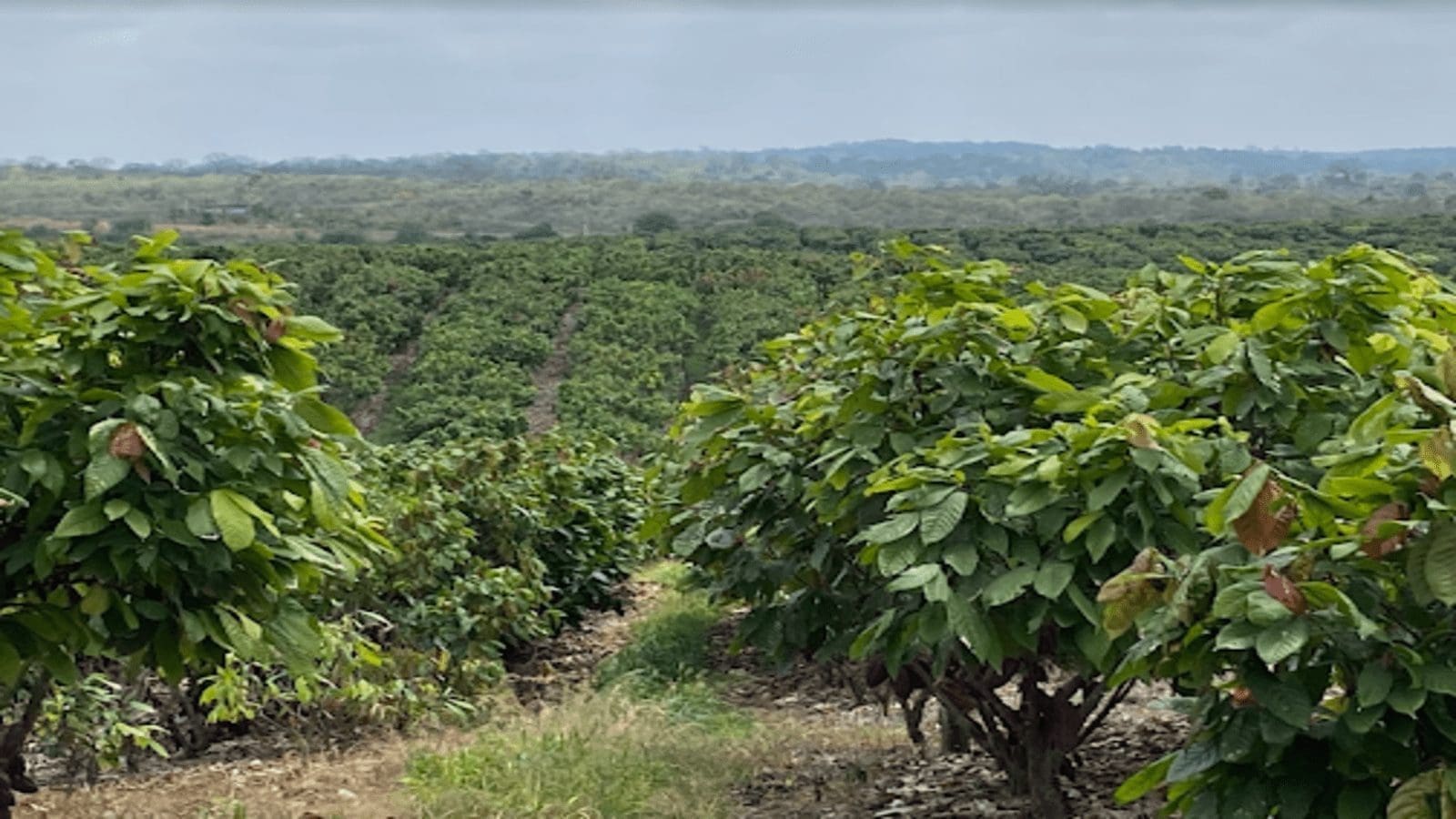 Barry Callebaut establishes cocoa research farm as Nestlé makes progress towards deforestation-free cocoa