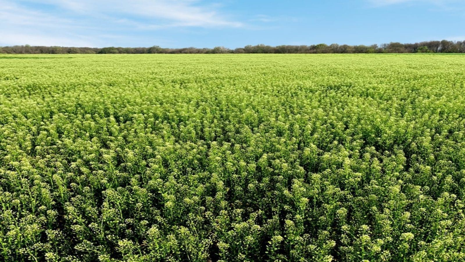 Bunge partners CoverCress to bring to market lower carbon intensity