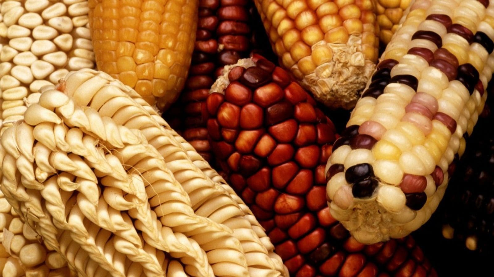 Origin Agritech partners Yunnan Feeding Company for supply of nutritionally enhanced corn
