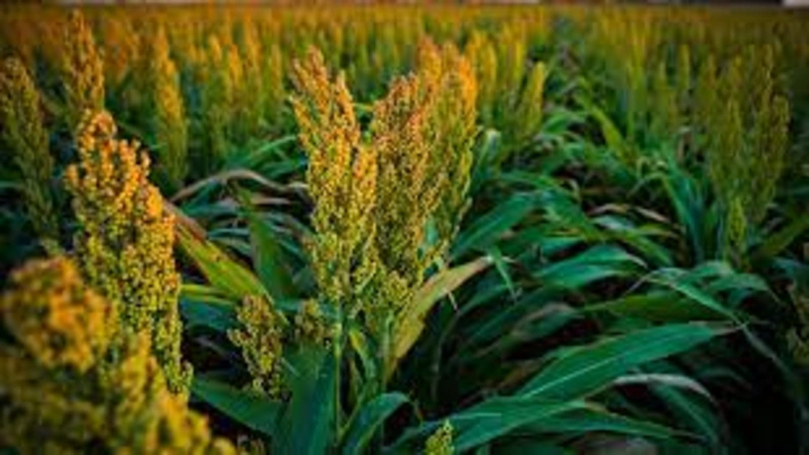 Ukrainian government abolishes quota for millet exports following Agrarian Council appeal