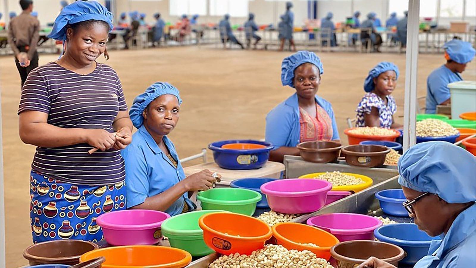 Norfund backs establishment of cashew processing hub in Ivory Coast with US$10m financing