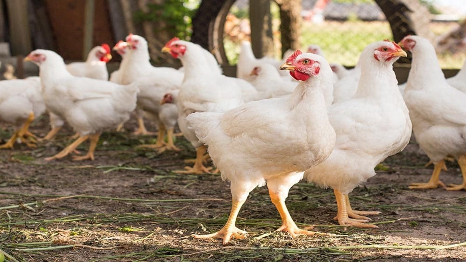 Perdue AgriBusiness and ZeaKal work towards sustainable poultry through improved soy genetics