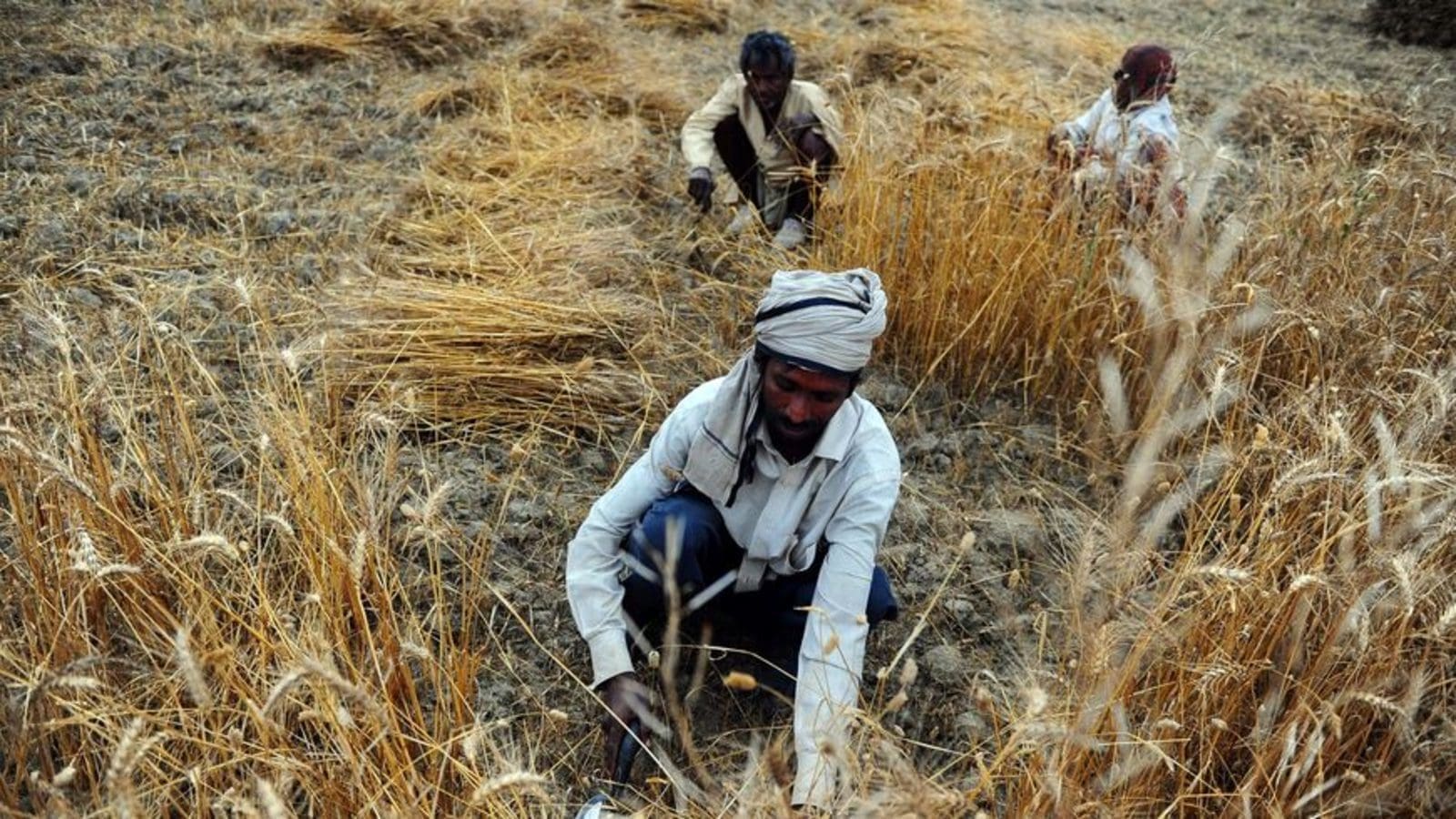 India’s sudden ban on wheat exports likely to hurt farmers