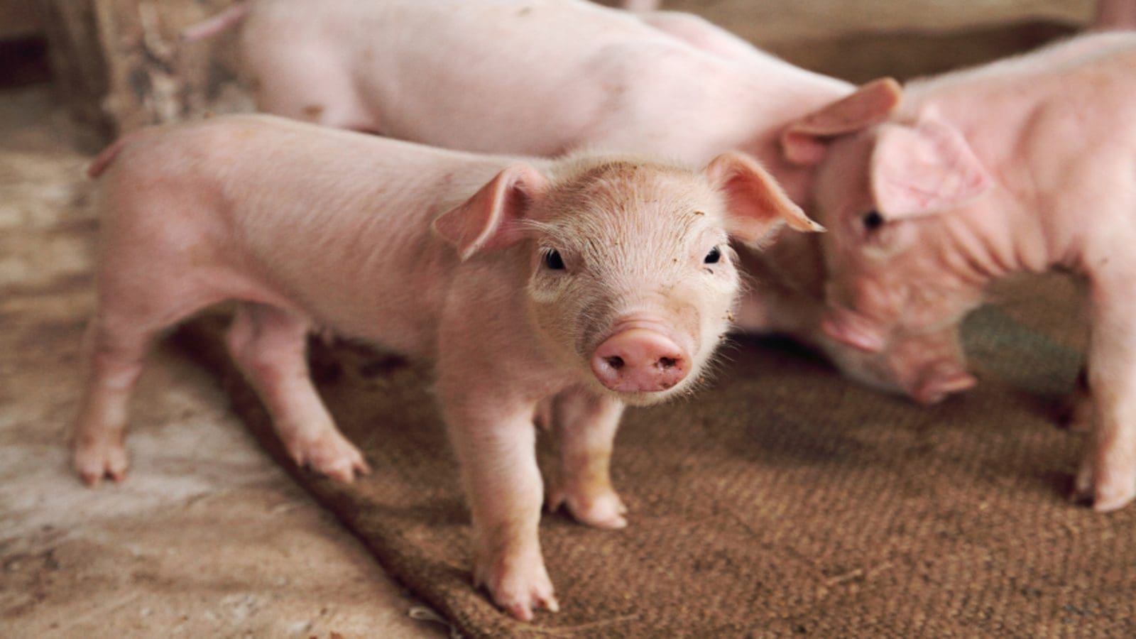 Precision feeding in gestating sows reduces environmental losses and feeding costs