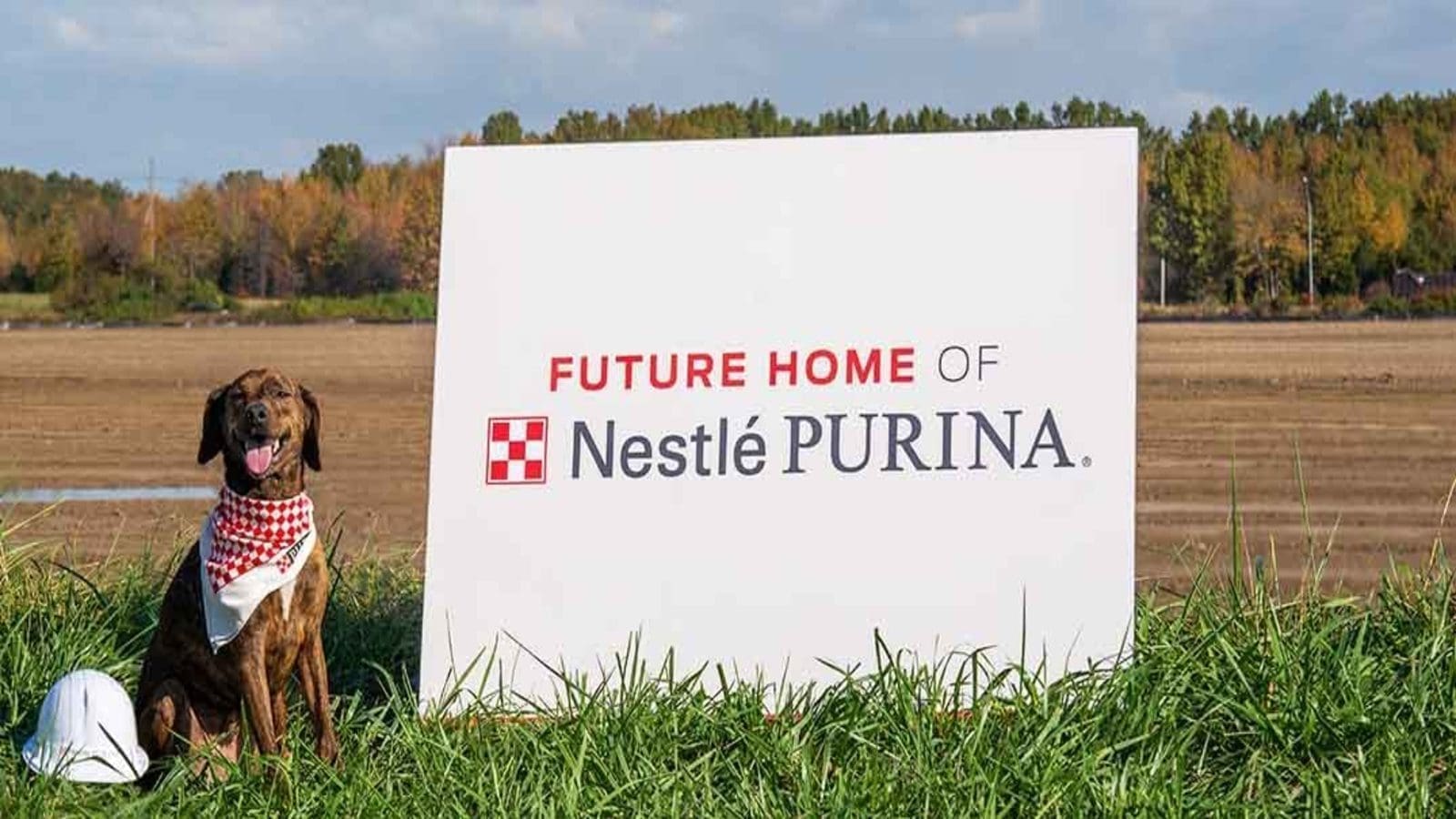 Nestle supports pet care innovation with new investments in 6 promising startups