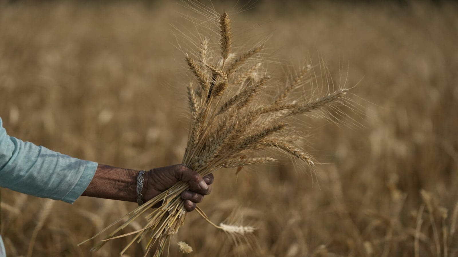 India bans wheat exports to control spike in prices at home