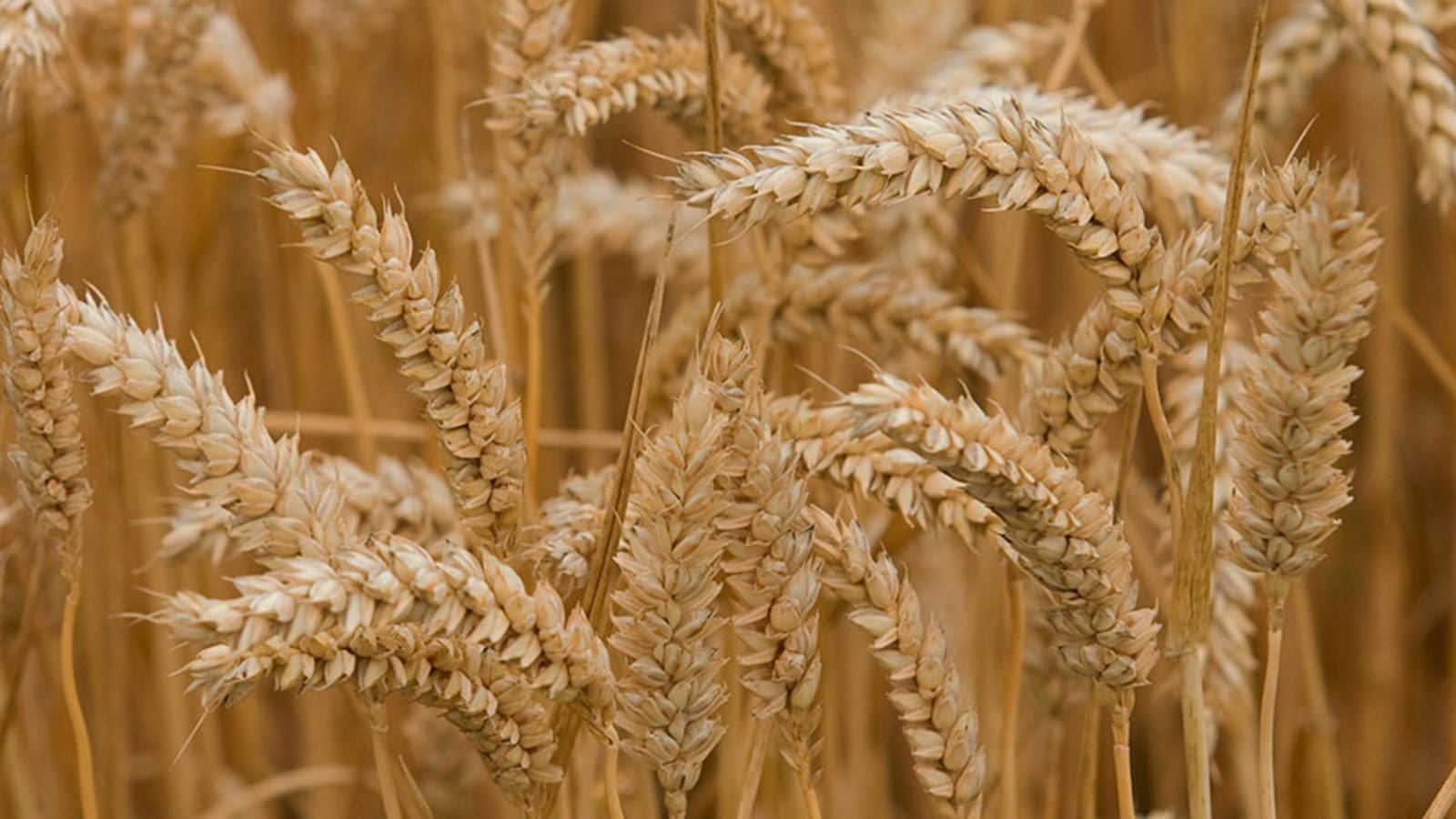 Russia wheat production forecast higher on improved spring wheat harvest outlook