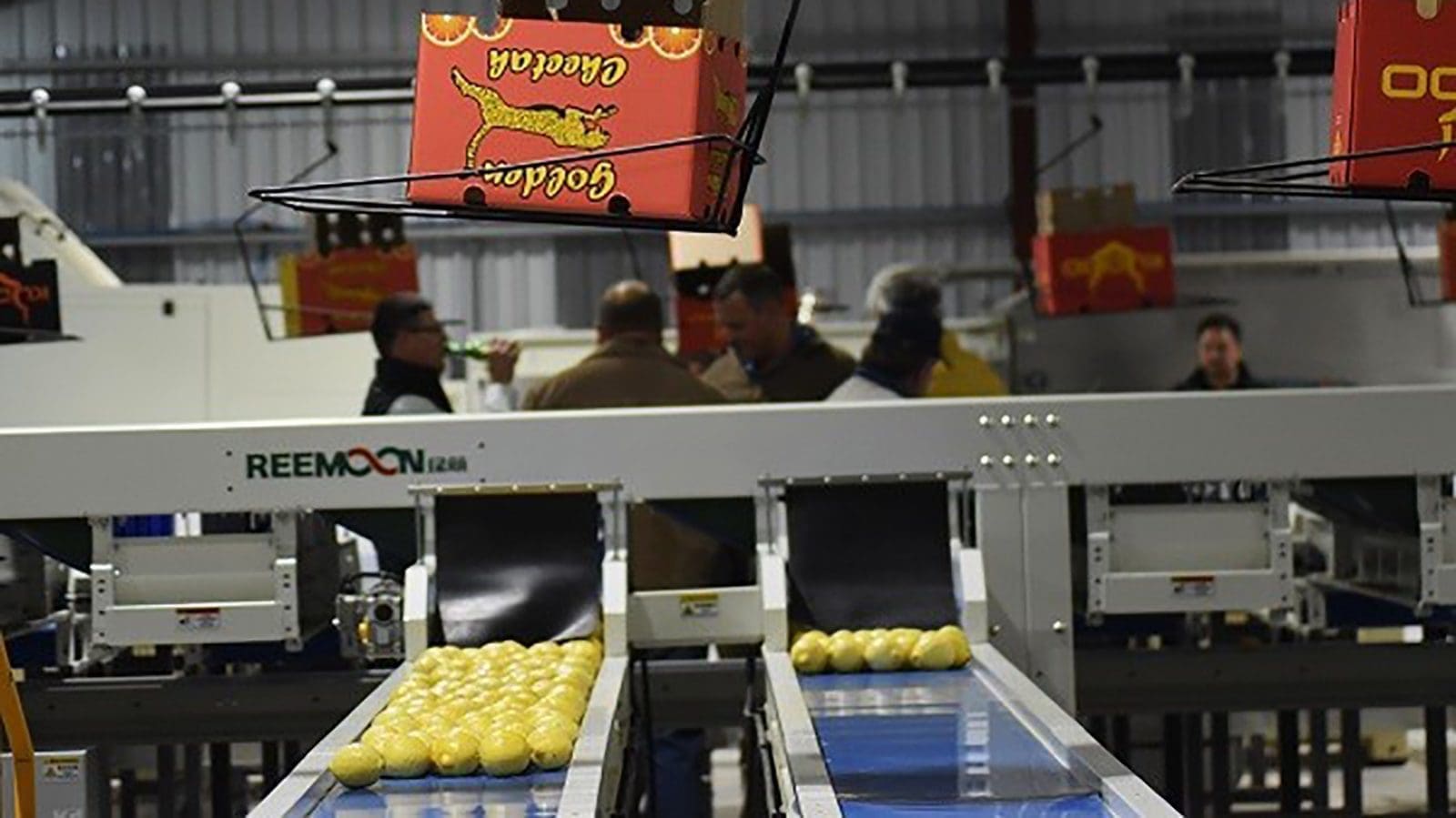 Chinese citrus importer Berda Fruit establishes packhouse in South Africa