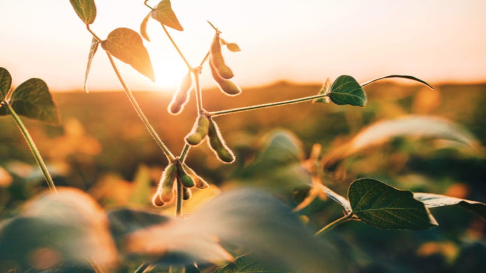 ADM, Bayer partner on sustainable soybean management program in India