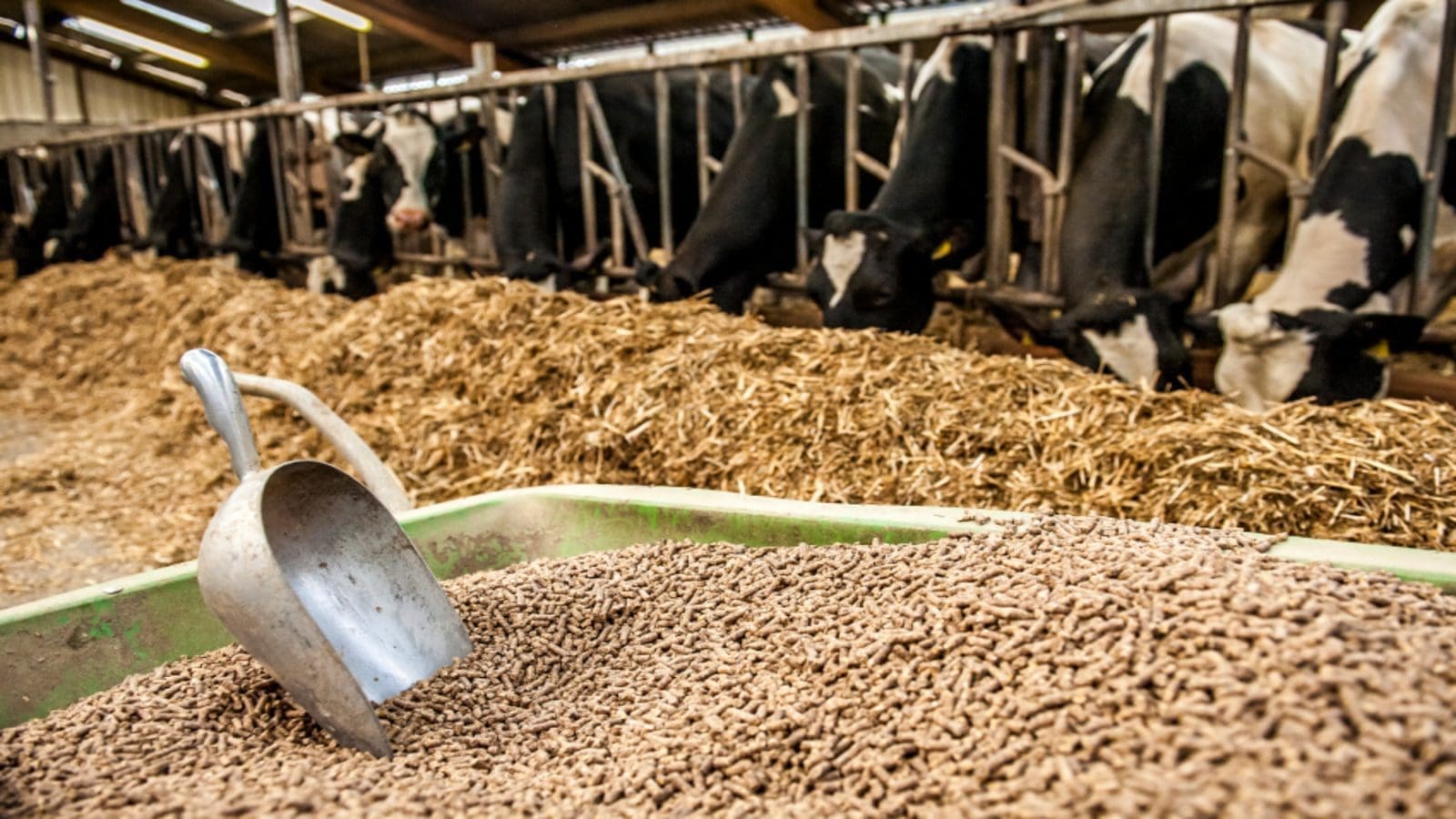 Feed rationing could result in low-value milk, Rabobank cautions dairy farmers