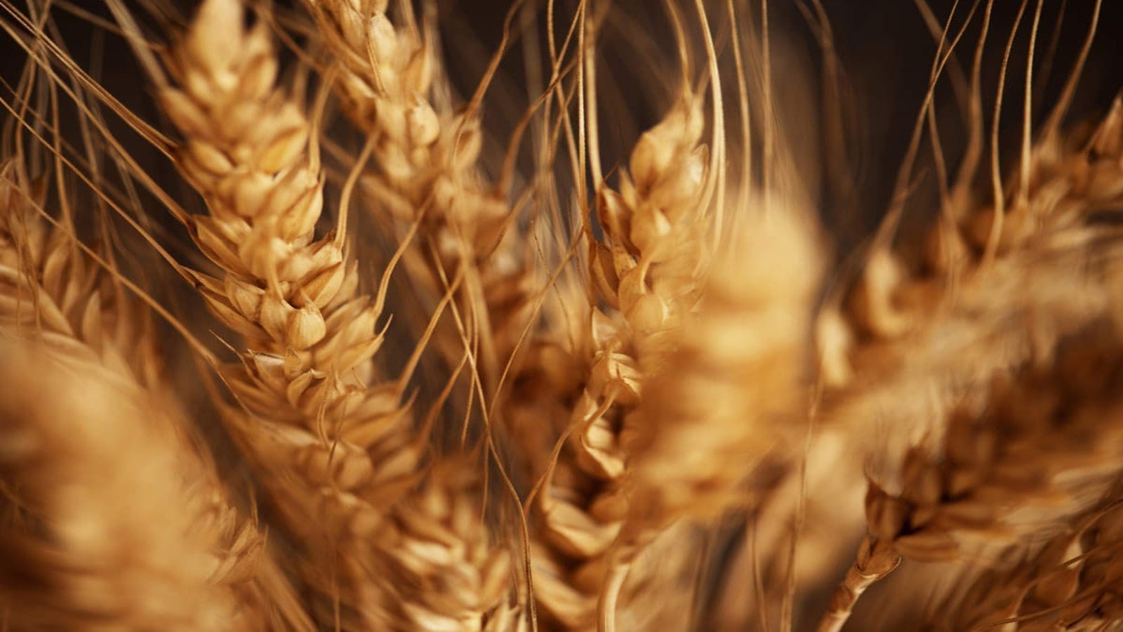 Algerian grain production projected higher owing to favorable policy