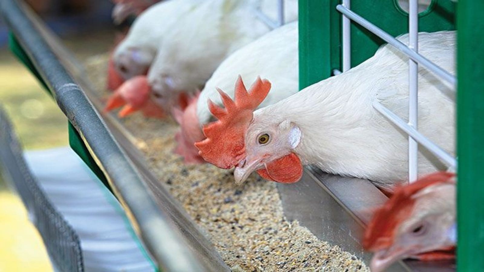 Coarser micro and macrostructure broiler diets may boost bird performance
