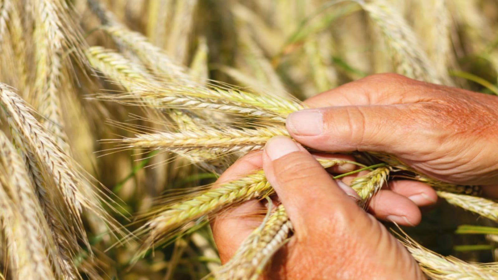 Mexico wheat forecast revised down owing to adverse weather conditions