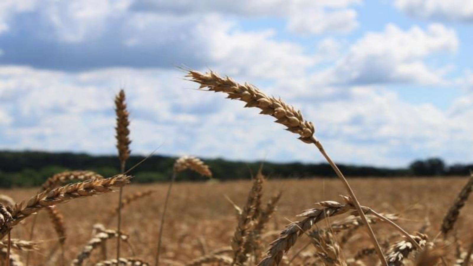 Kazakhstan wheat production is forecast marginally lower