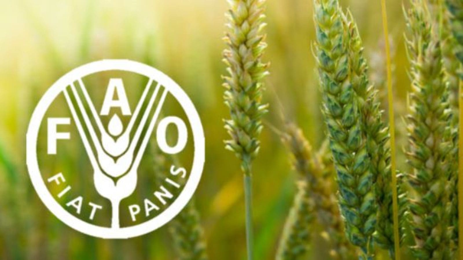 FAO launches $17M project to save upcoming Ukrainian Harvest, Exports