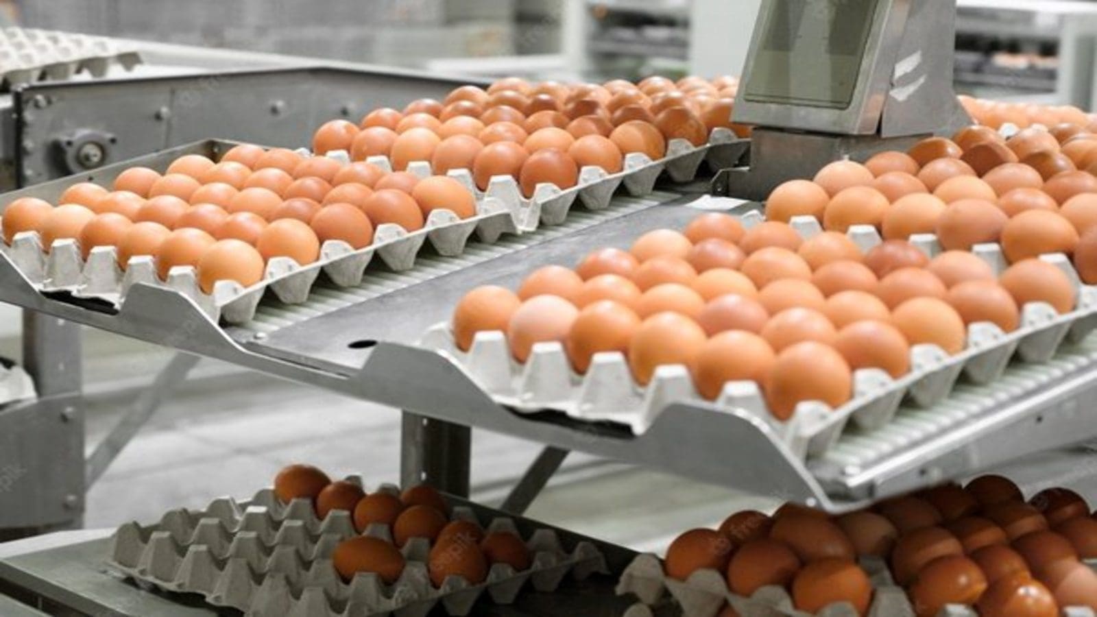 LDC eyes Groupe Avril’s egg brand to strengthen position in free-range eggs