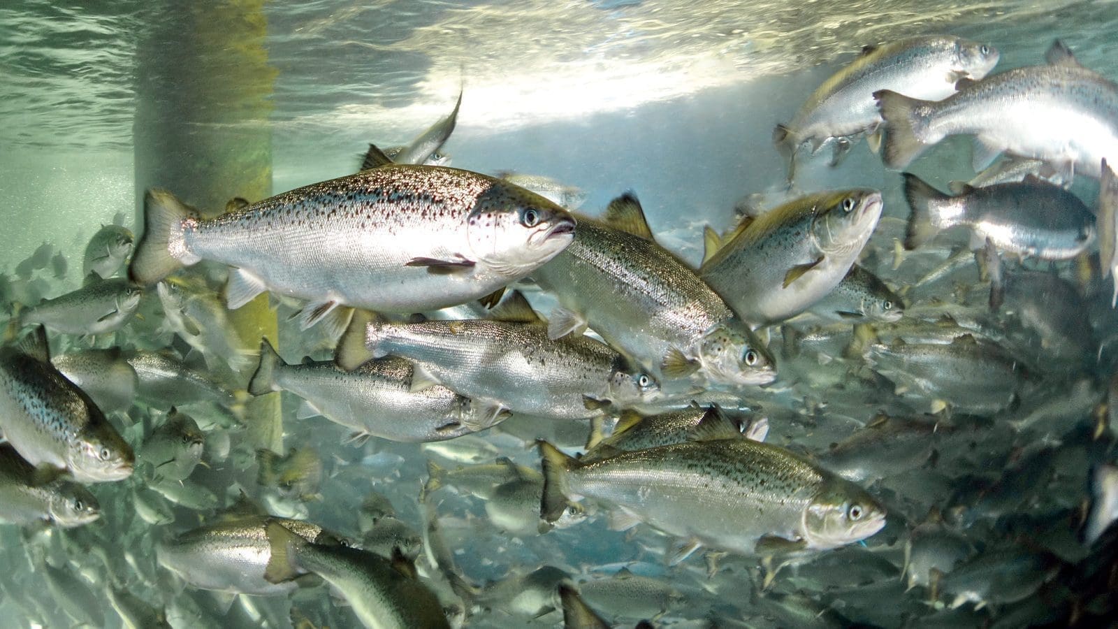 Andfjord Salmon, Skretting, Zooca partner on plankton-based salmon feed