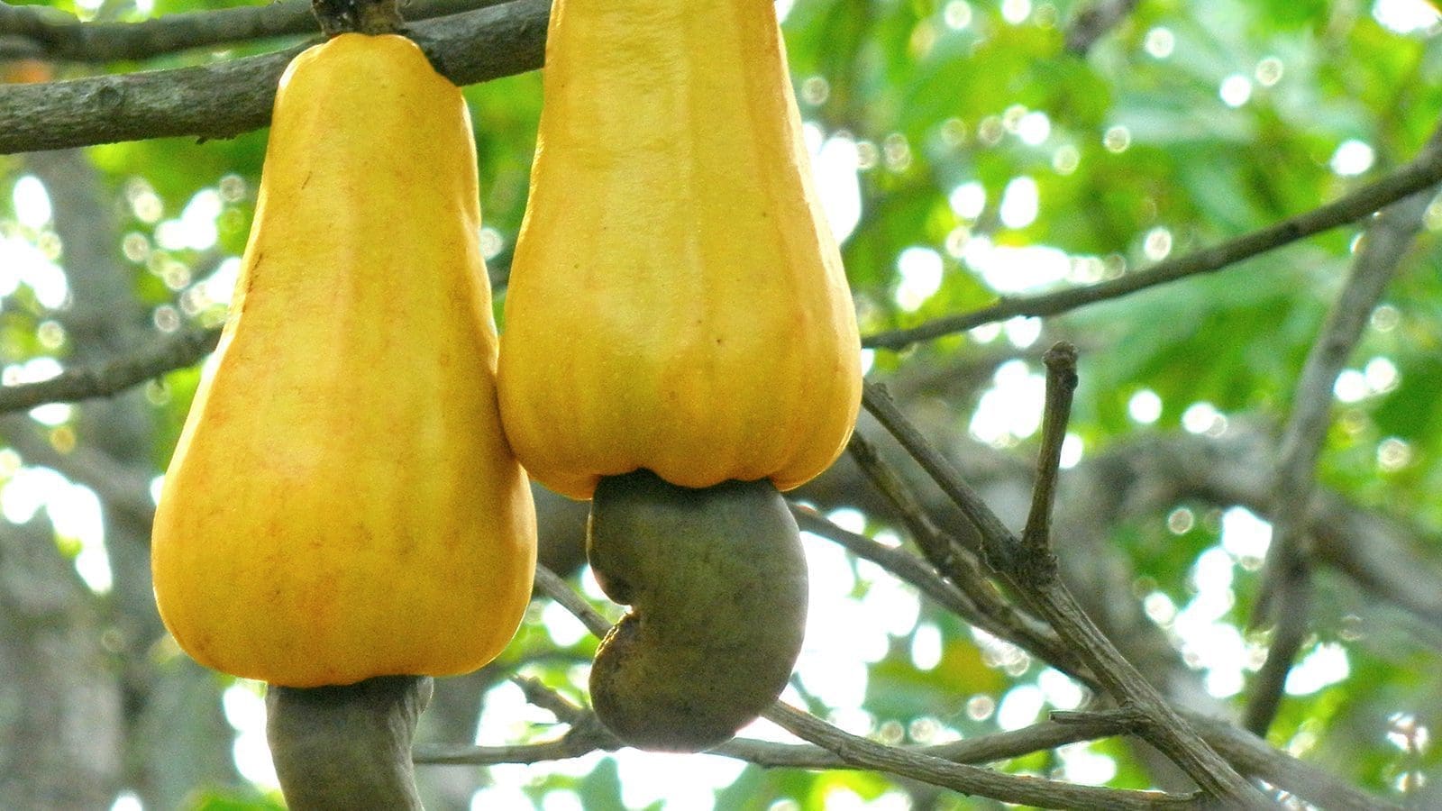 West African cashew harvest rises to 3M tonnes in 2023