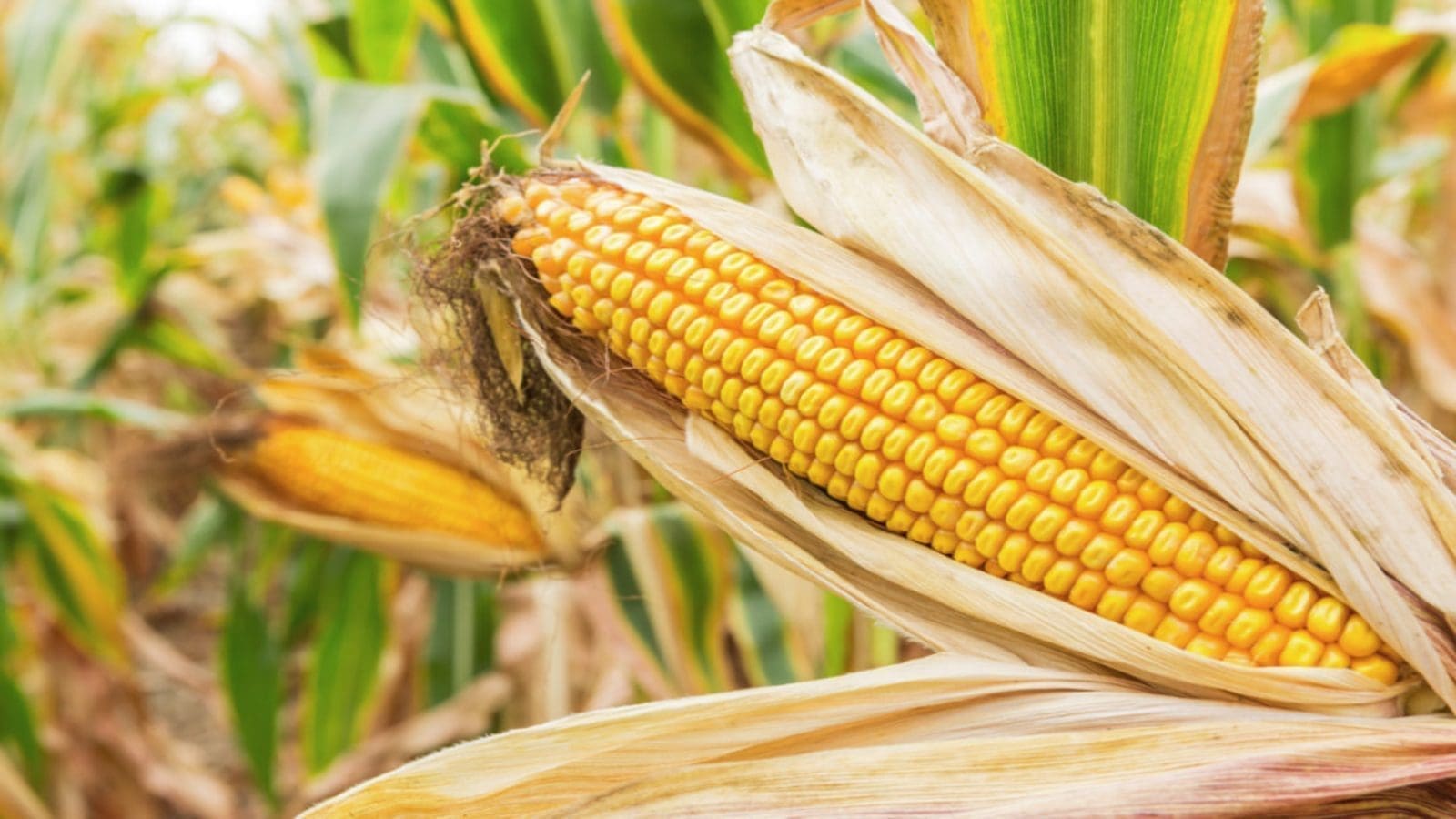 Origin Agritech receives approval for six new nutritionally enhanced corn varieties