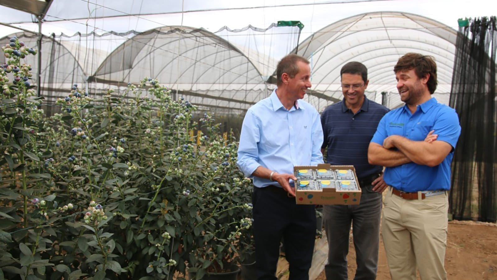 Kakuzi partners with Driscoll’s to venture into blueberries export market