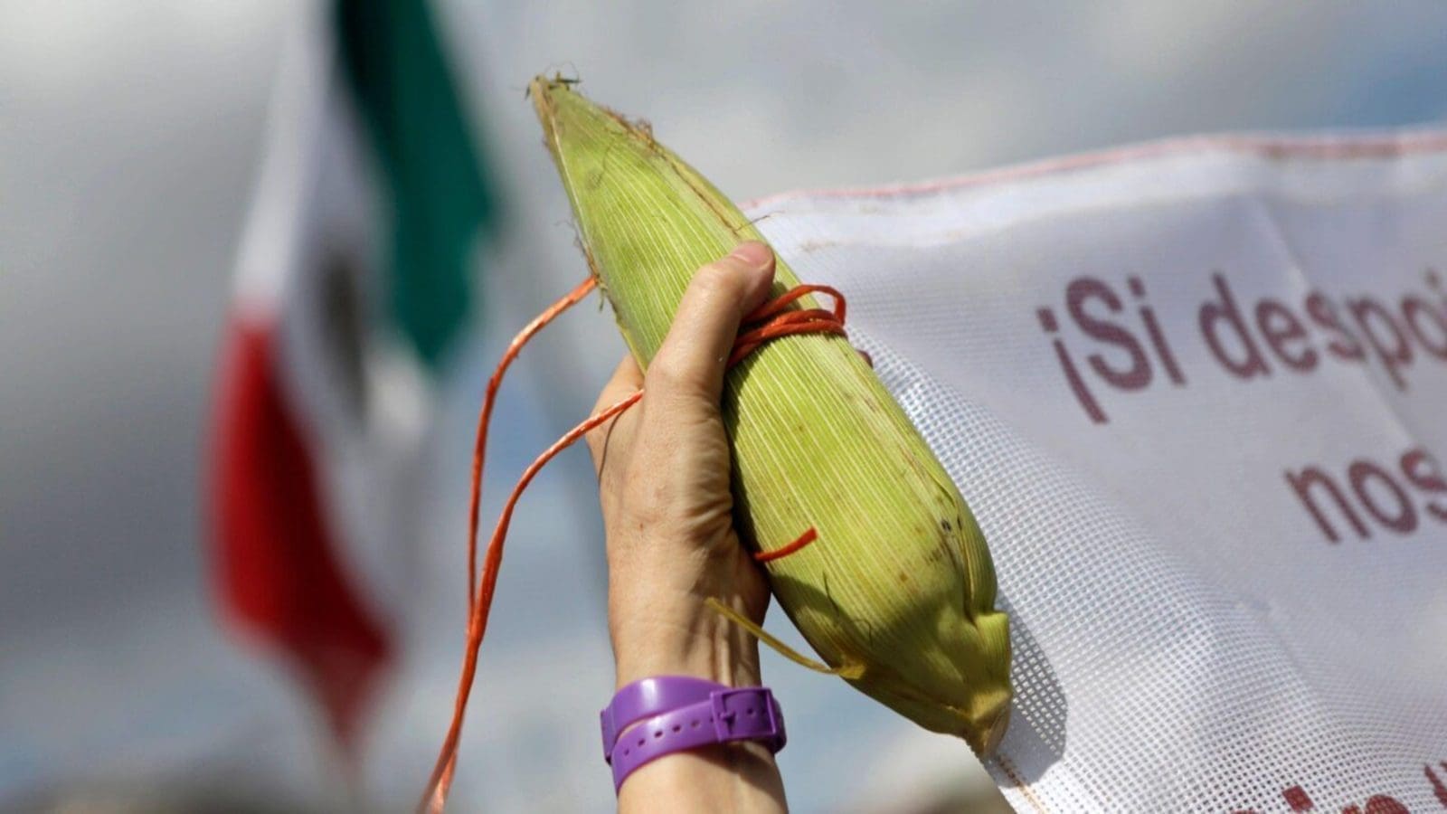 Mexico’s ban on GM corn could bear negative repercussions