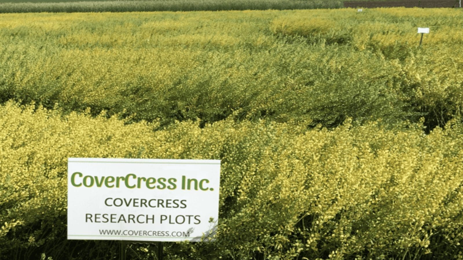 Bayer acquires majority stake in sustainable lower carbon oilseed producer CoverCress