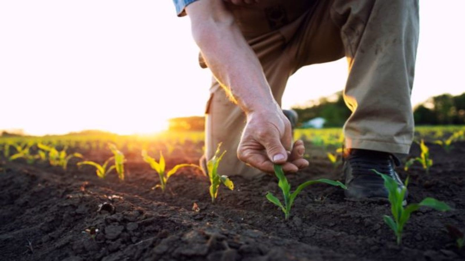 USDA invests US$300m in organic farming transition initiative