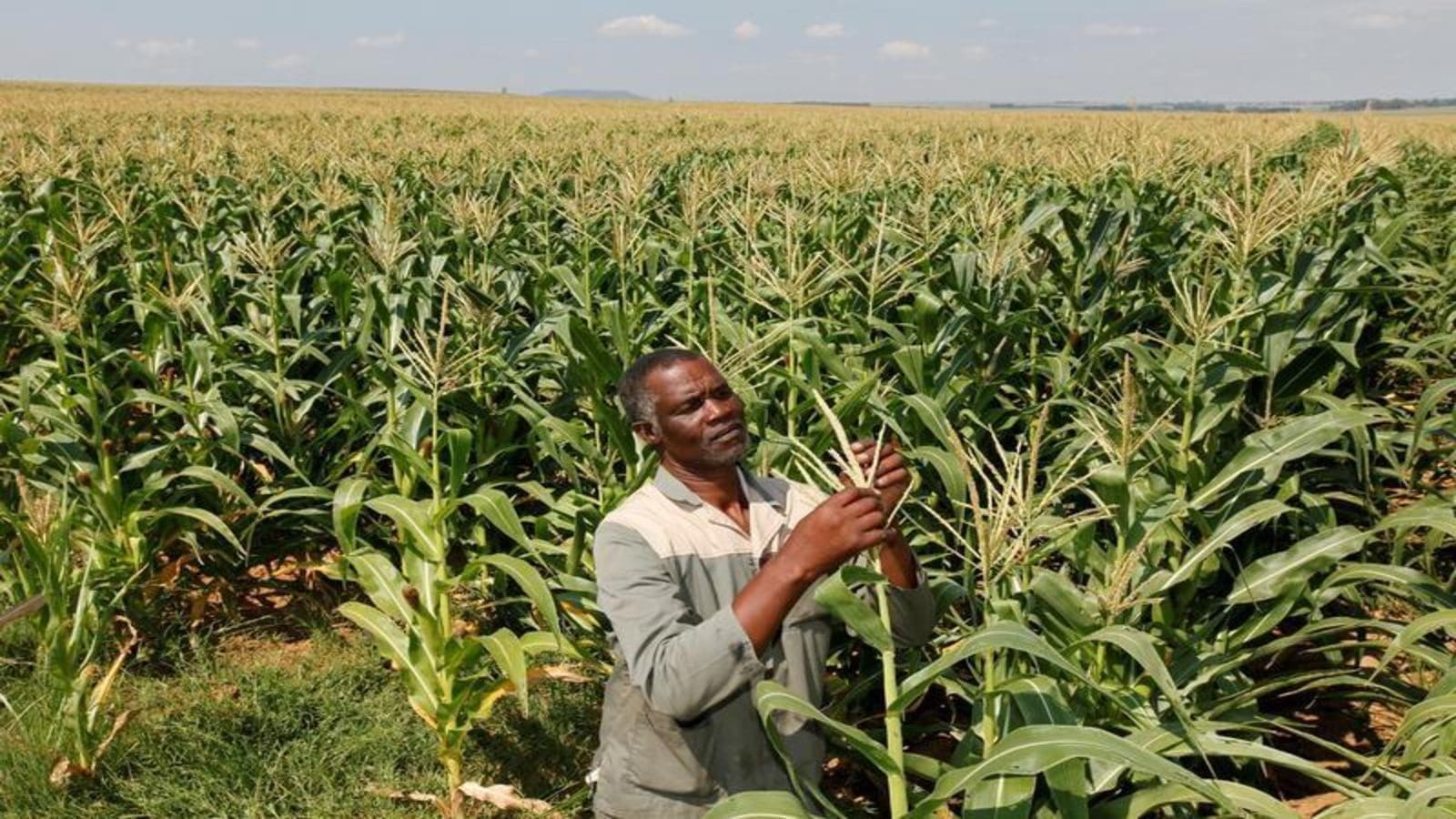 South Africa’s planted corn area stifled by high input cost environment