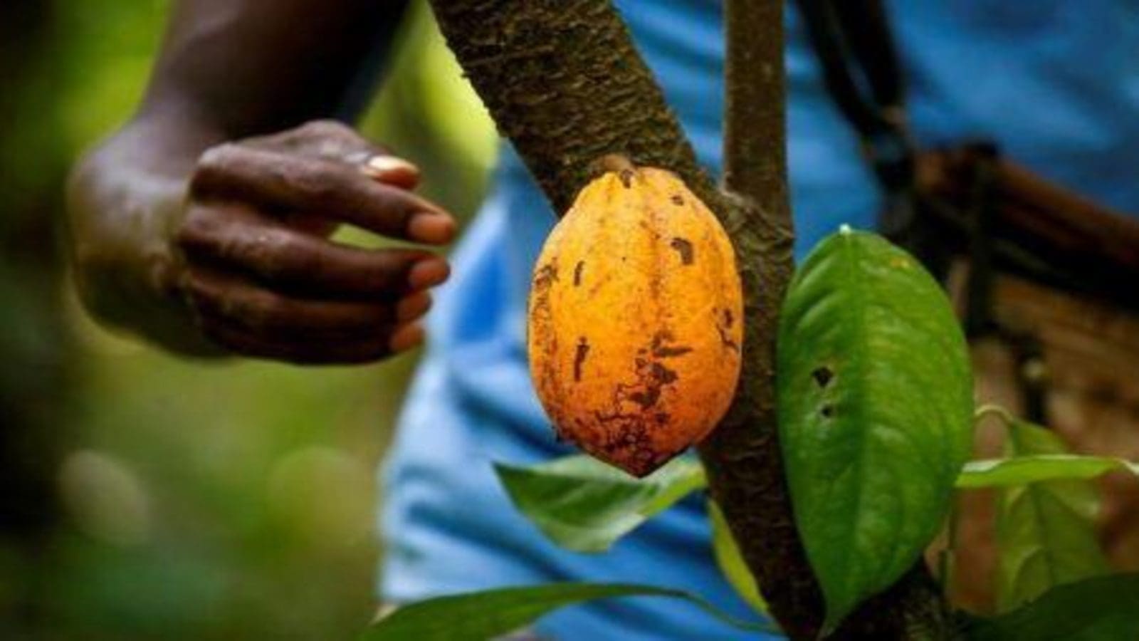 Ivory Coast expects full cocoa traceability from the 2023/2024 season