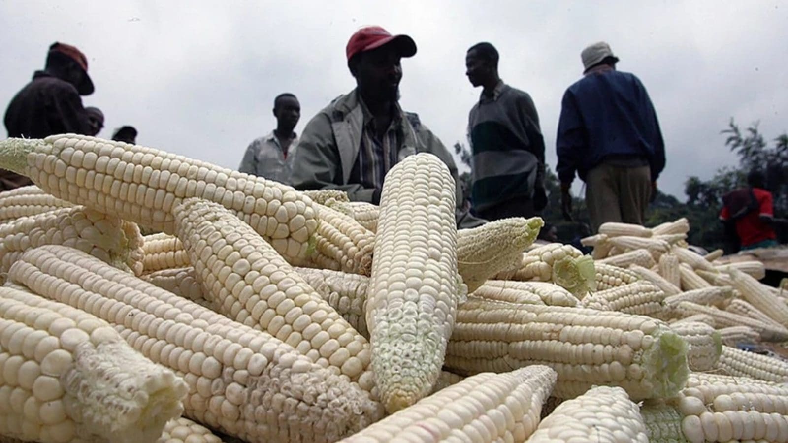 Tanzania imposes stricter rules on grain exports
