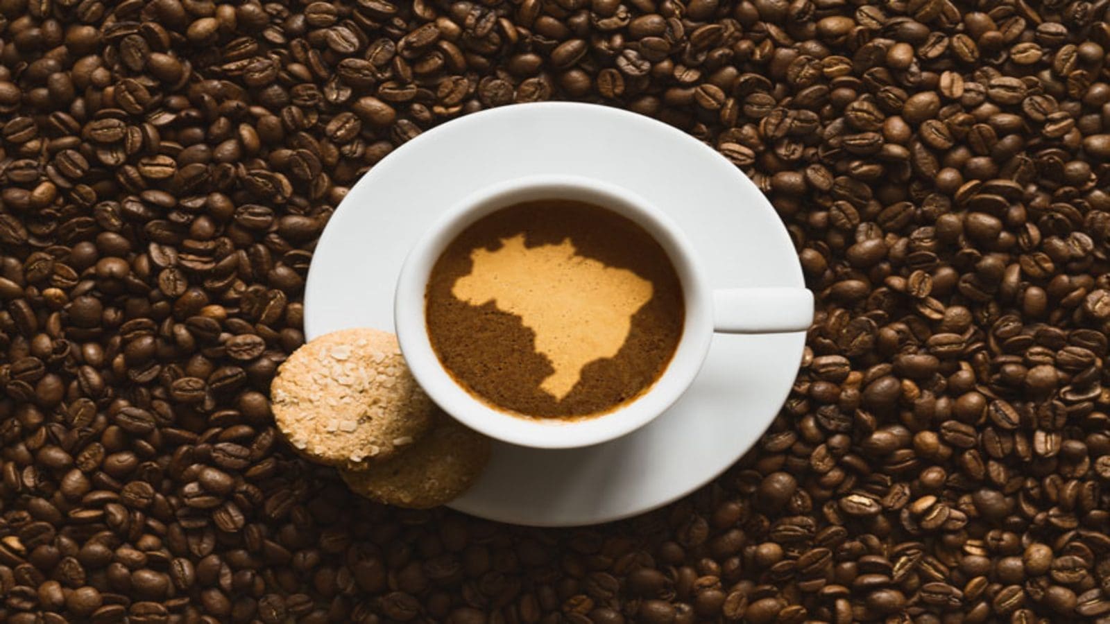 Northern Wonder develops Coffee Free Coffee to combat coffee-related deforestation