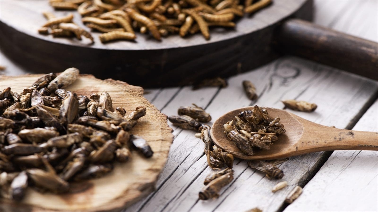 Lotte Confectionery partners Aspire Food to develop insect-based protein alternatives