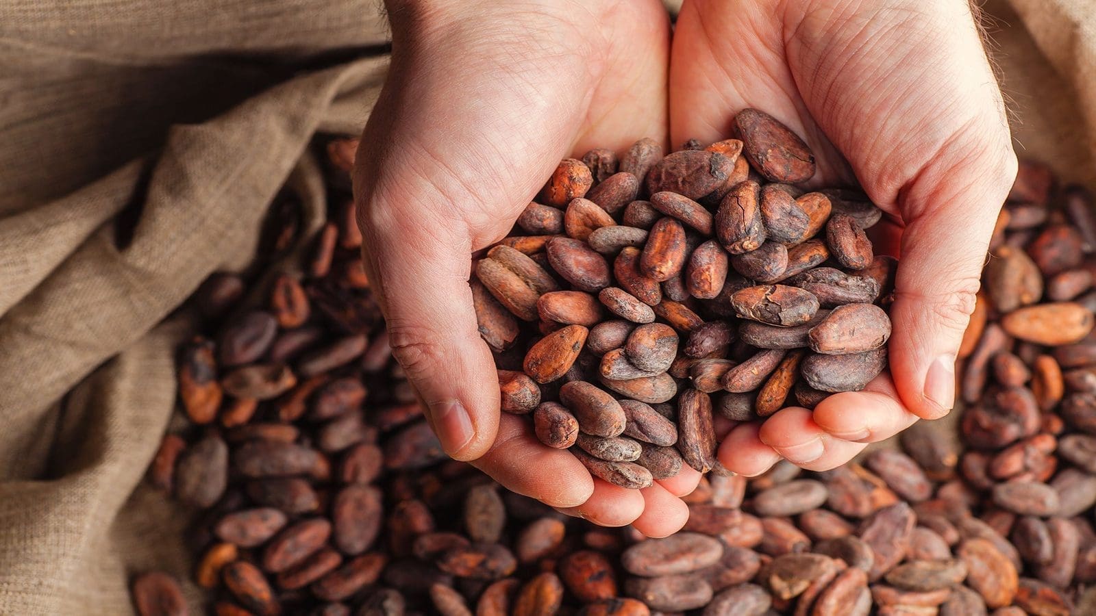 Study advises mitigation measures for Cadmium and Lead levels in cocoa