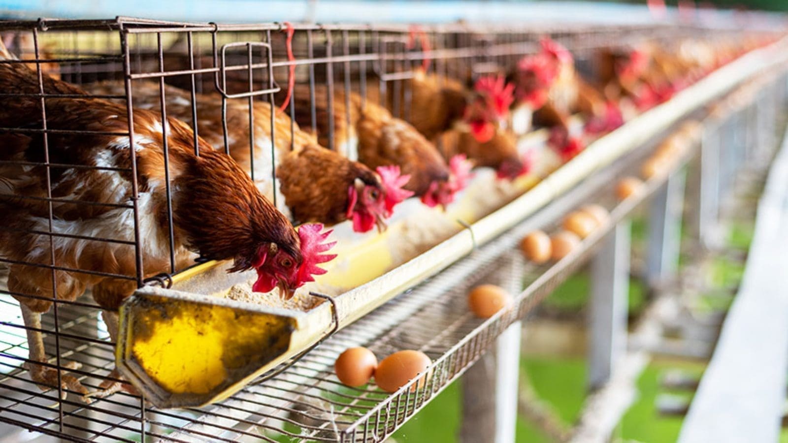 Slaughtering capacity grows by 15% despite multiple obstacles facing the South African  poultry industry