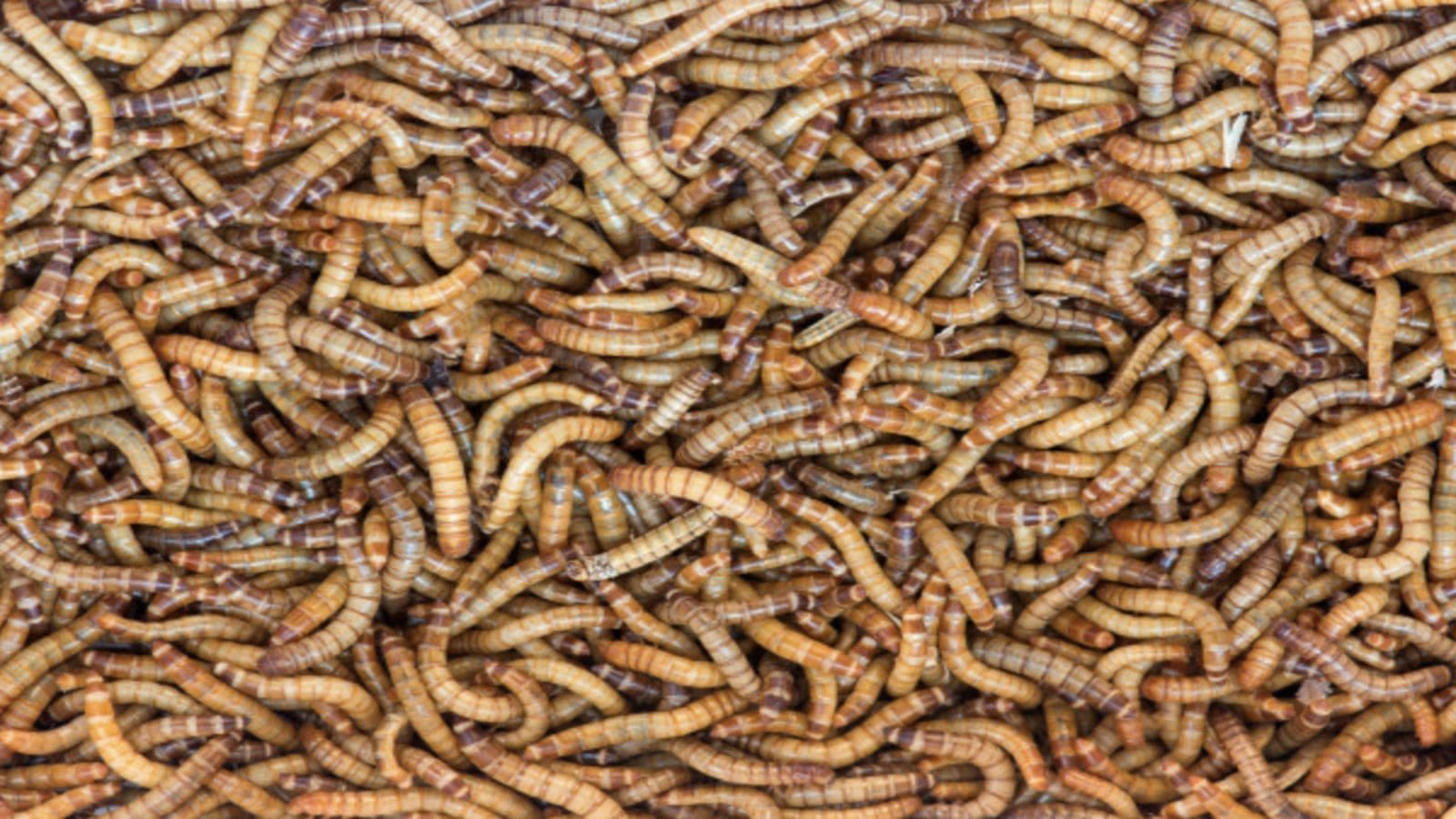 Insectum unveils innovative system for sustainable production of black soldier fly larvae to meet global protein and fat demand