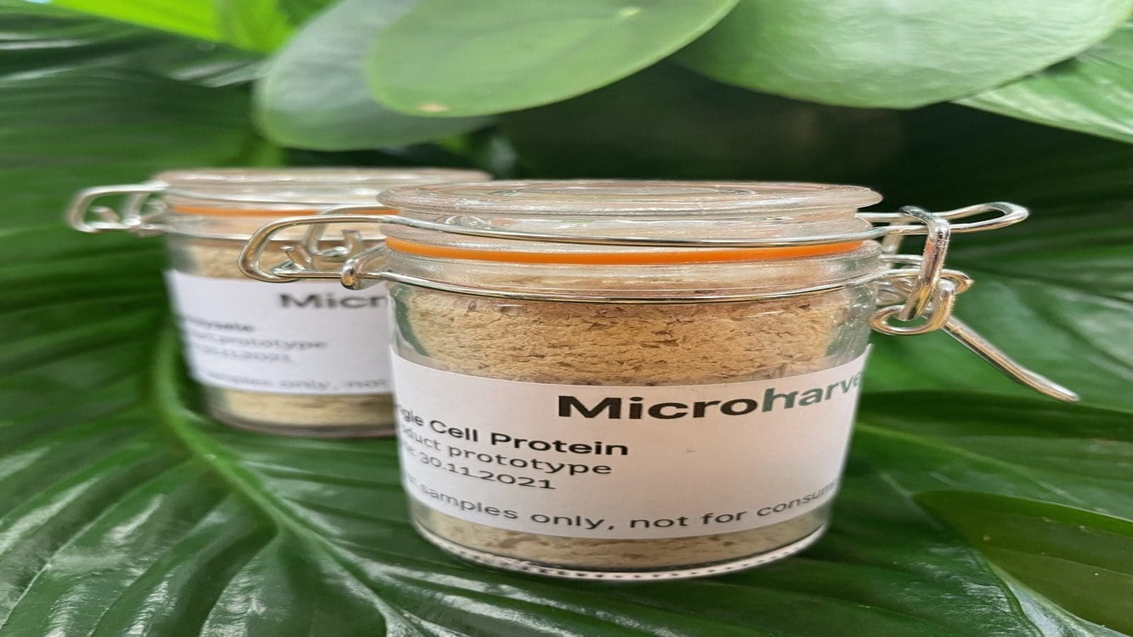 MicroHarvest secures US$8.2m to scale protein production