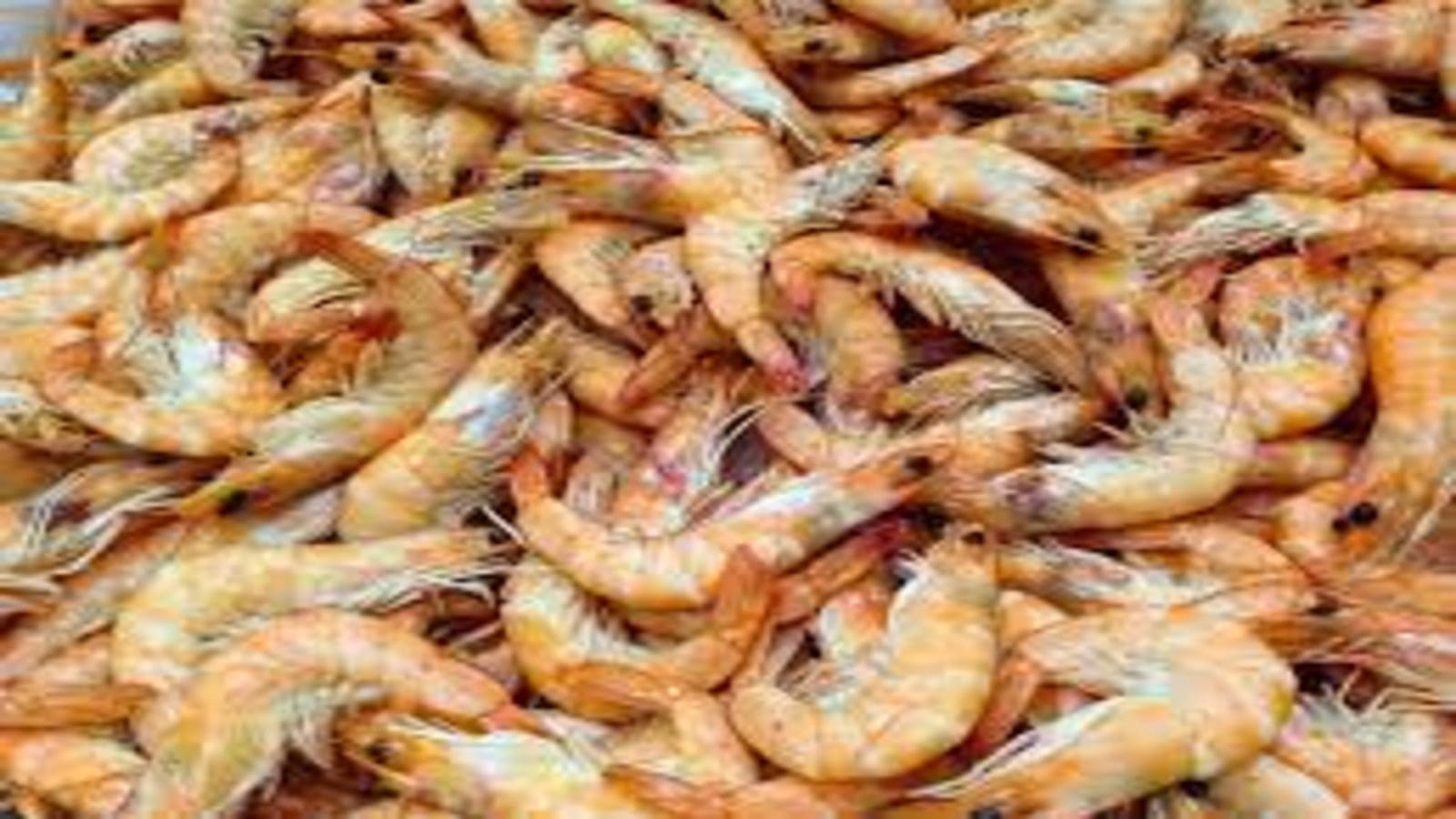 Leading aquaculture industry players team up on new shrimp feed