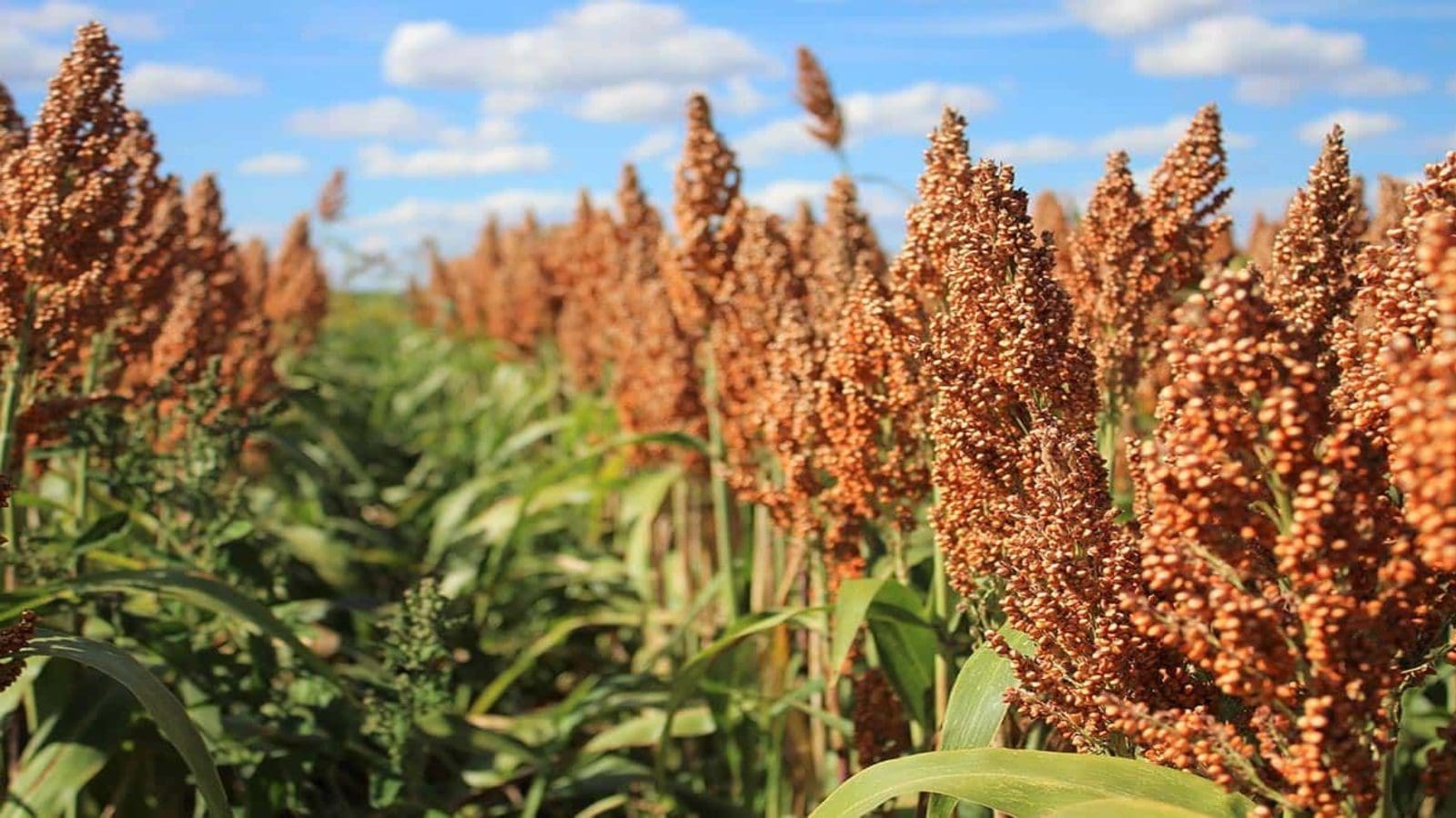 Nigeria sorghum production expected to increase to 7 million tonnes
