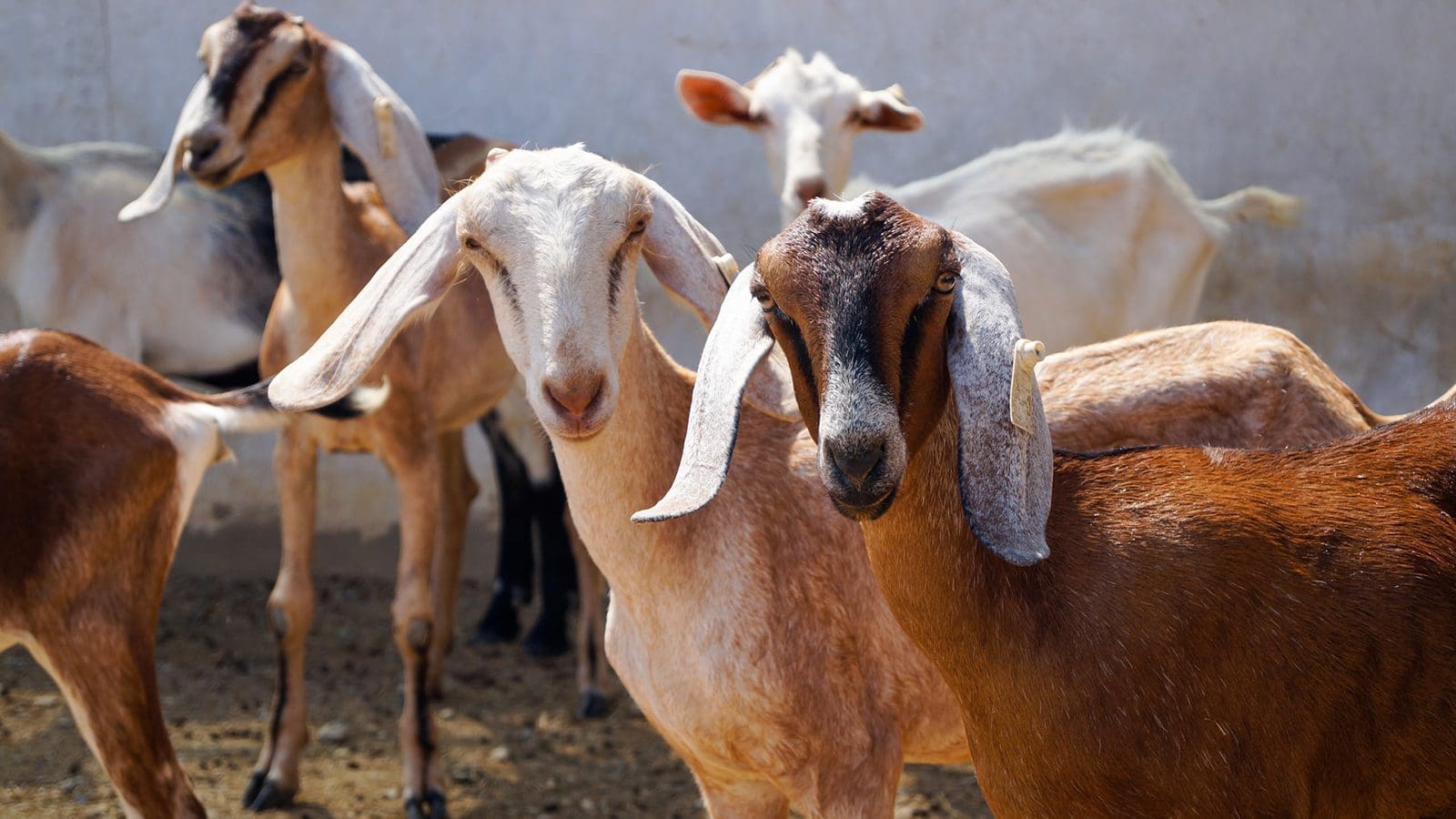 Global goat milk market size to reach US$18.68B by 2030