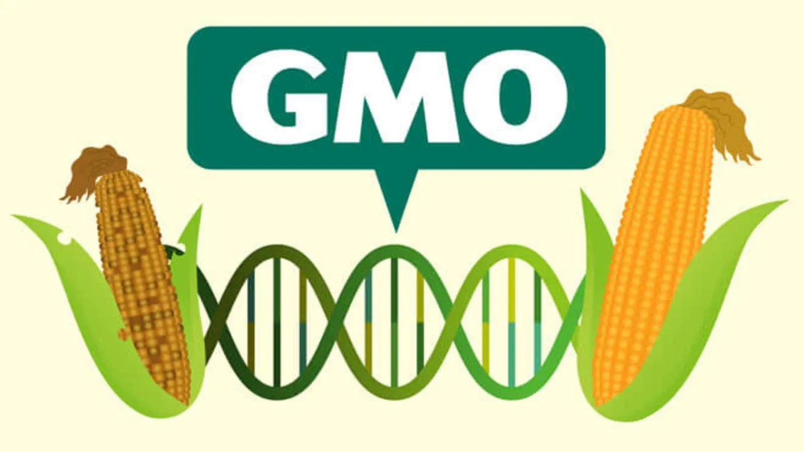 Kenya receives mixed reactions after lifting of ban on GMOs