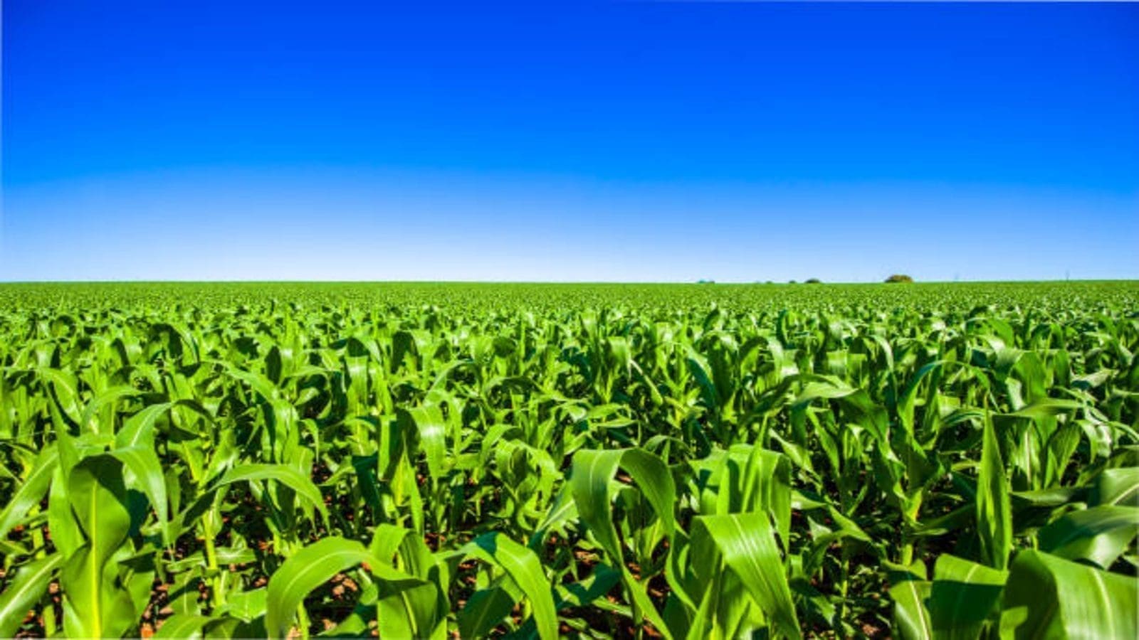 Nigeria aims to increase maize production to 10MT per hectare by 2025