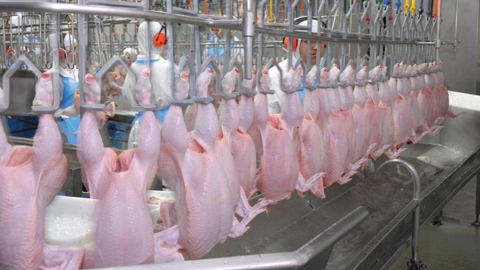 Brazil acquires approval to export chicken meat to Algeria